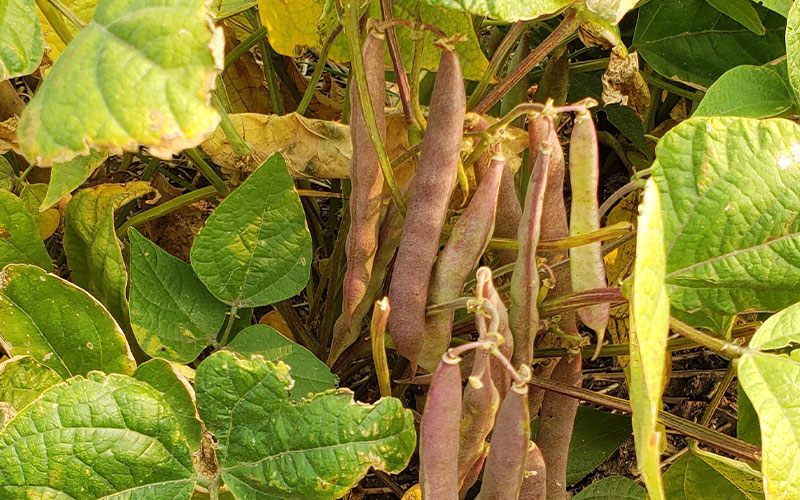 black-beans