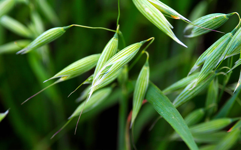 oats