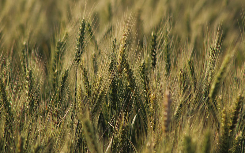 wheat